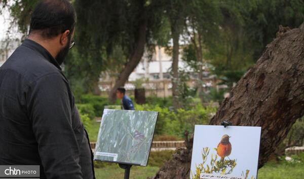عکس احمد زالی