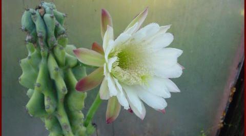 عکس انواع کاکتوس صخره ای