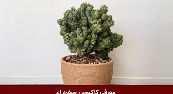 عکس انواع کاکتوس صخره ای