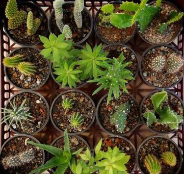 عکس انواع کاکتوس صخره ای