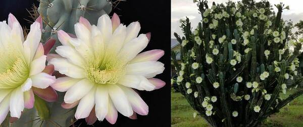 عکس انواع کاکتوس صخره ای