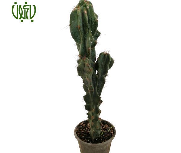 عکس انواع کاکتوس صخره ای