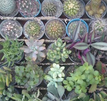 عکس انواع کاکتوس صخره ای
