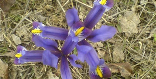 عکس گل نوروز گلی