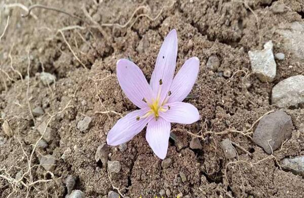 عکس گل نوروز گلی