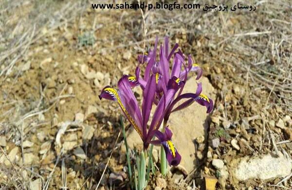 عکس گل نوروز گلی