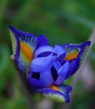 عکس گل نوروز گلی
