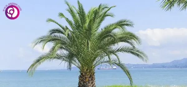 عکس گیاه فونیکس
