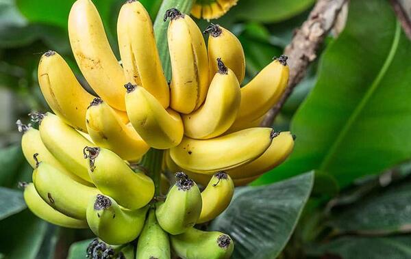 عکس گیاه فونیکس
