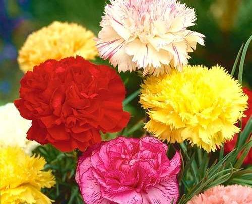 عکس گیاه فونیکس