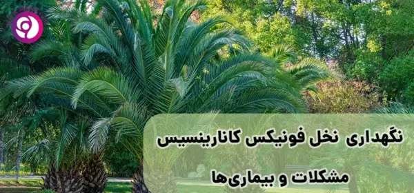عکس گیاه فونیکس