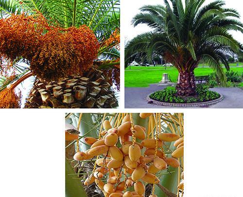 عکس گیاه فونیکس
