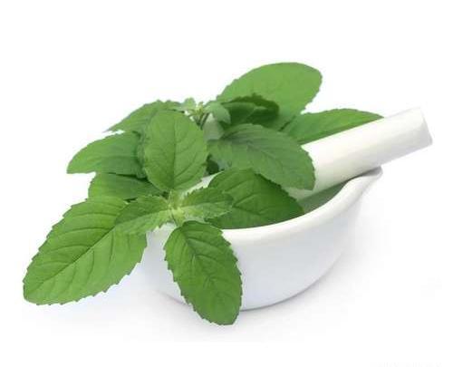 عکس گیاه فونیکس