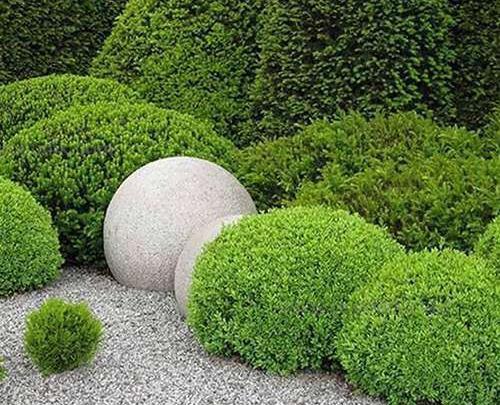 عکس گیاه فونیکس