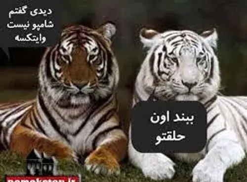 عکس طنز ببر