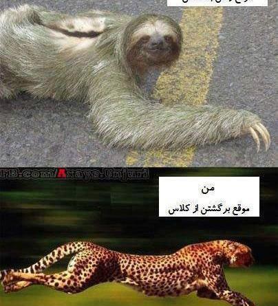 عکس طنز ببر