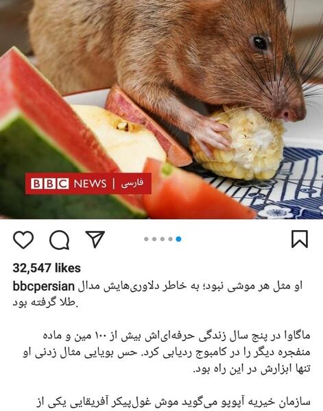 عکس موش غذا