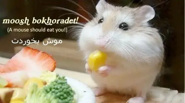 عکس موش غذا