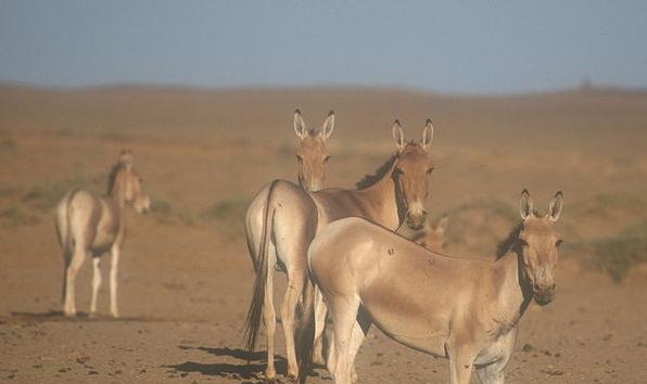 عکس آزاد در طبیعت