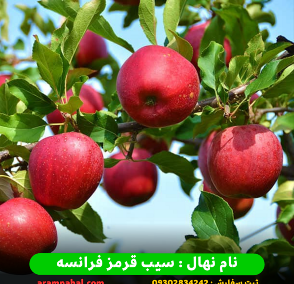 عکس سیب قرمز
