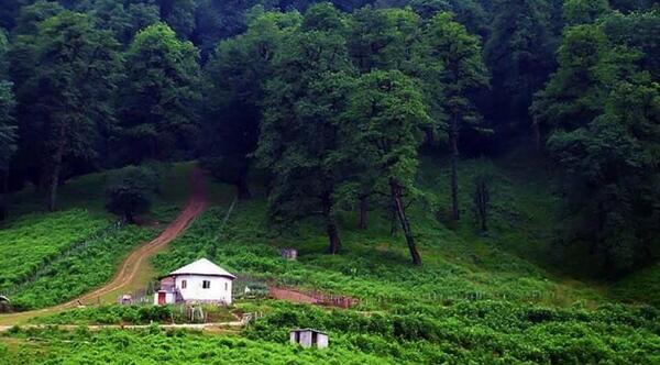 عکس طبیعت جنگل