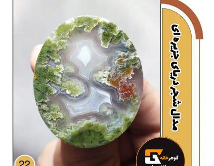 عکس انگشتر شجر دریایی