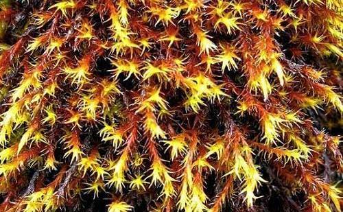 عکس فاطمه گلزار تیک تاکر