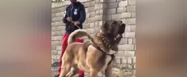 عکس سگ نگهبان بزرگ