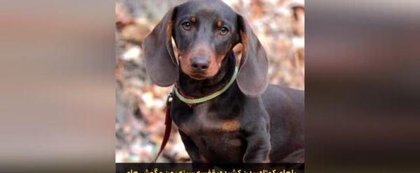عکس سگ نگهبان بزرگ