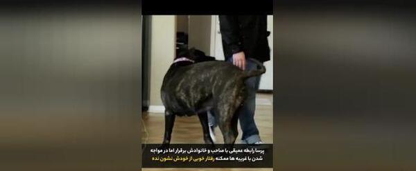 عکس سگ نگهبان بزرگ