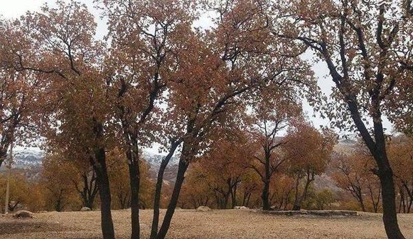عکس طبیعت در یک روز بارانی