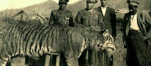 عکس ببر گیلان