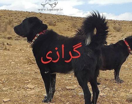 عکس سگ وحشی نگهبان
