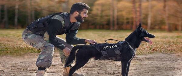 عکس سگ وحشی نگهبان