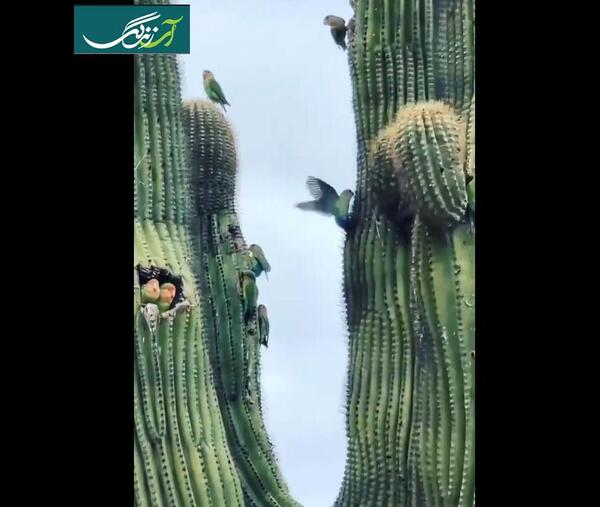 عکس لانه دارکوب