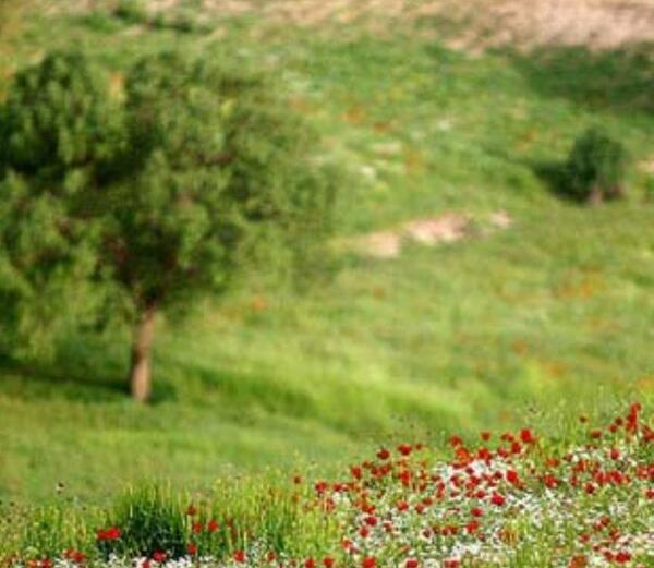 عکس زمین سبز
