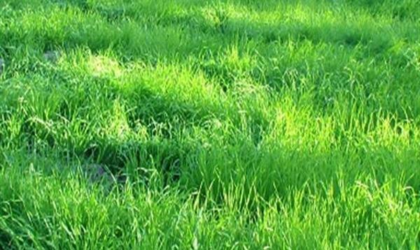 عکس زمین سبز