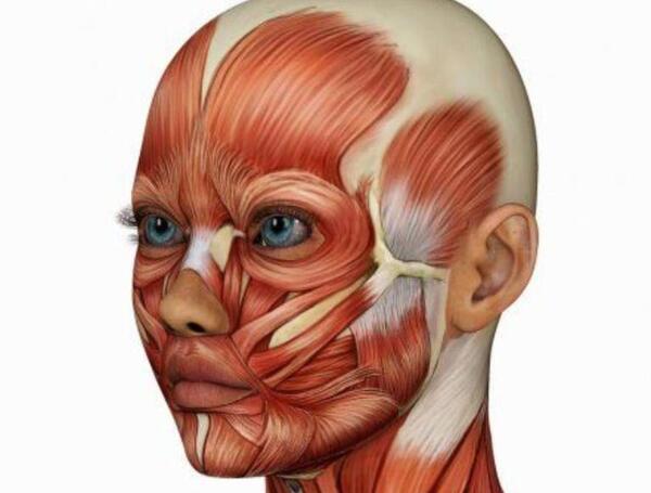 عکس عضلات ذوزنقه