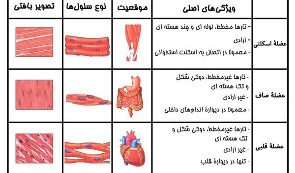 عکس عضلات ذوزنقه