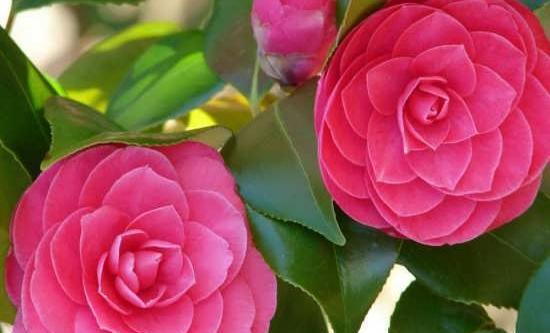 عکس تصاویر گلهای زیبای جهان