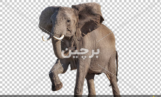 عکس فیل افریقایی