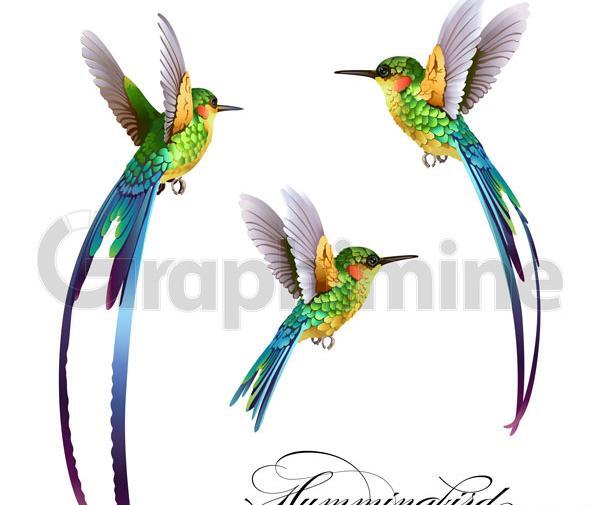 عکس دانلود وکتور پرنده
