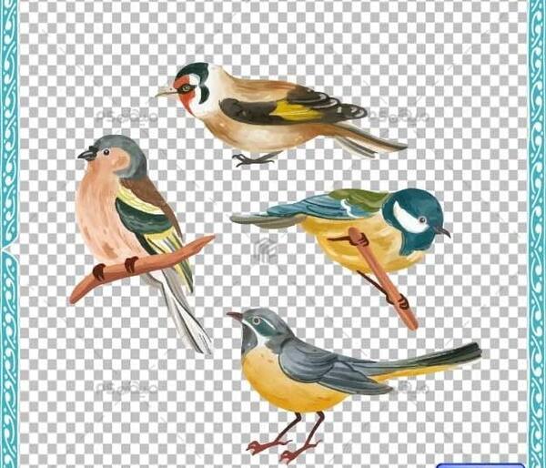 عکس دانلود وکتور پرنده