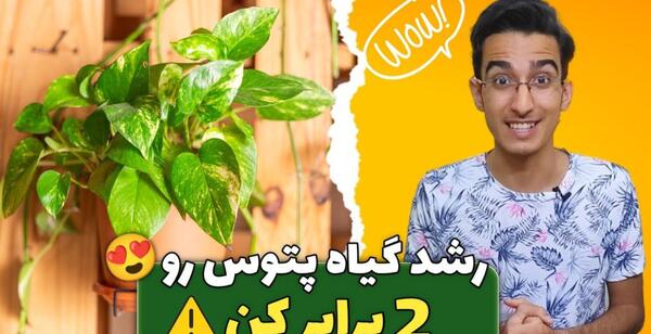 عکس ساقه کرفس زیر میکروسکوپ