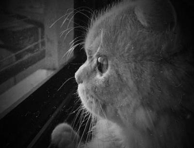 عکس نوشته مهره مار روزگارمی نفس