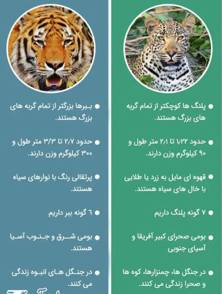 عکس ببر زرد