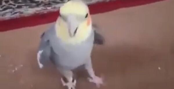 عکس عروس هلندی حرف زدن