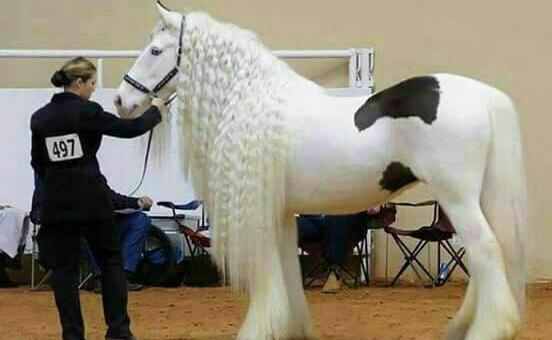 عکس اسب طلای