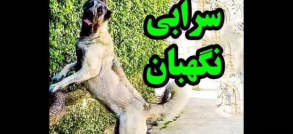 عکس بزرگترین سگ سرابی جهان
