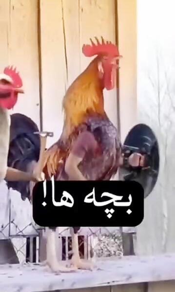 عکس طنز کوروش کبیر